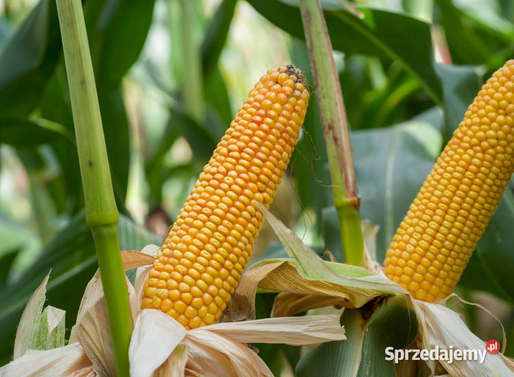 Materiał siewny kukurydza SM Wawel FAO 230240 wielkopolskie Złotów