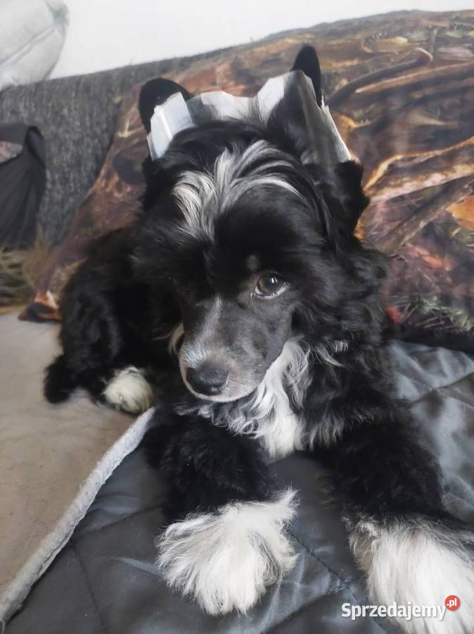 Chiński Grzywacz ZKwPFCI suczka Powderpuff