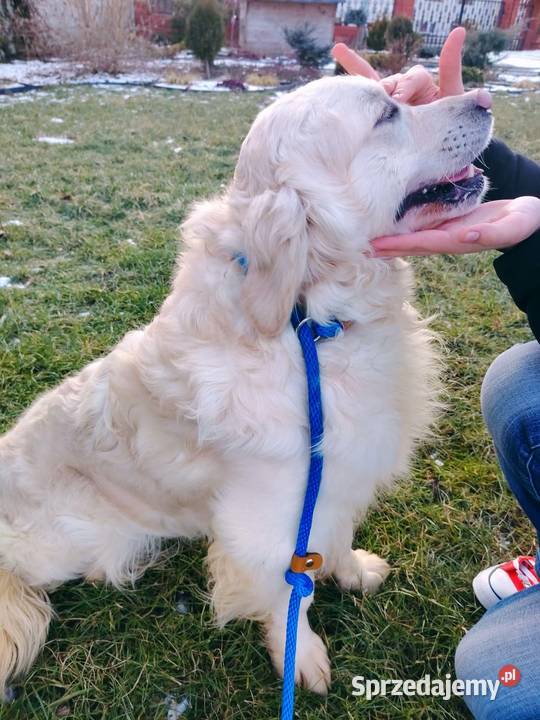 Piękny kremowy Golden Retriever 2 lata łagodny sprzedam