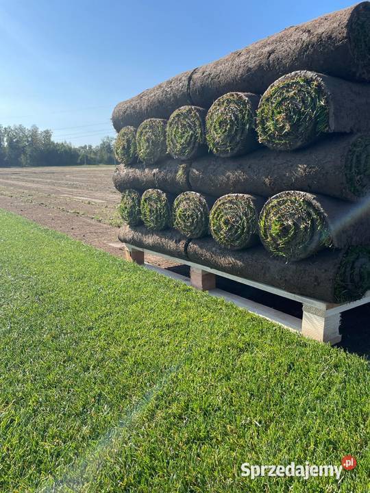 Trawa z rolki trawnik z rolki hurt i detal Skawina sprzedam