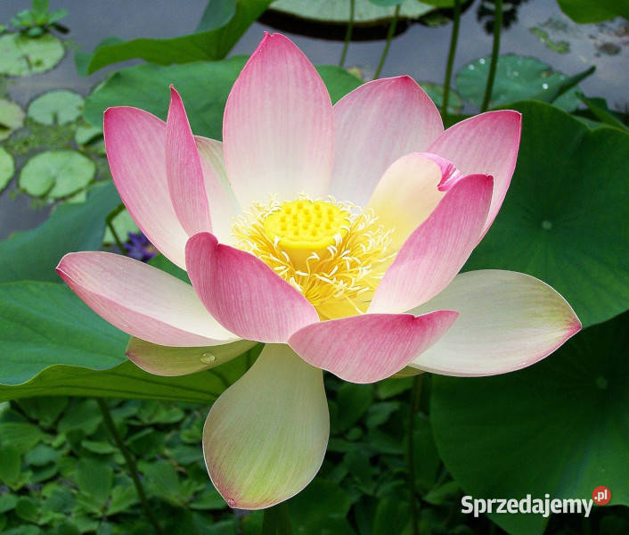 LOTOS ORZECHODAJNY  Nelumbo nucifera NASIONA