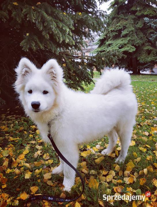 Samojed piesek 5mcy Championie Polski Halinów