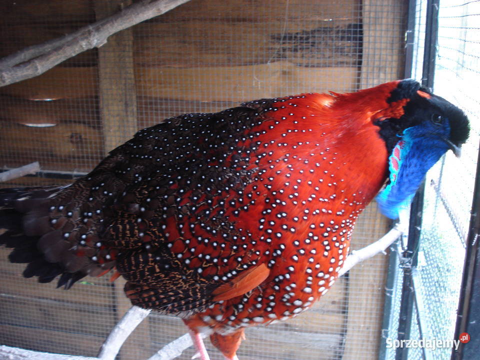 Bażanty Tragopan SATYR Tragopan czerwony Ptaki z