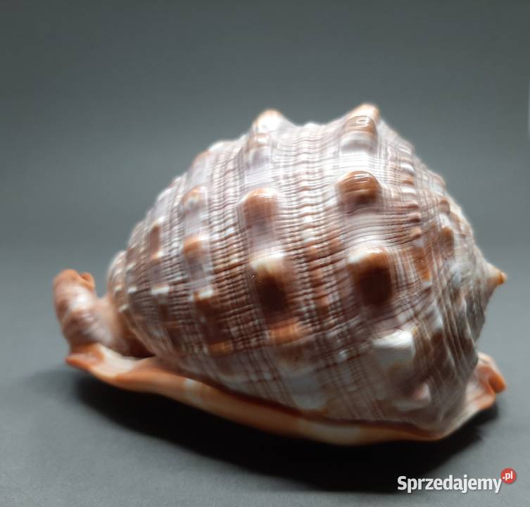 Muszla Byczy pysk Pozostałe Lublin sprzedam