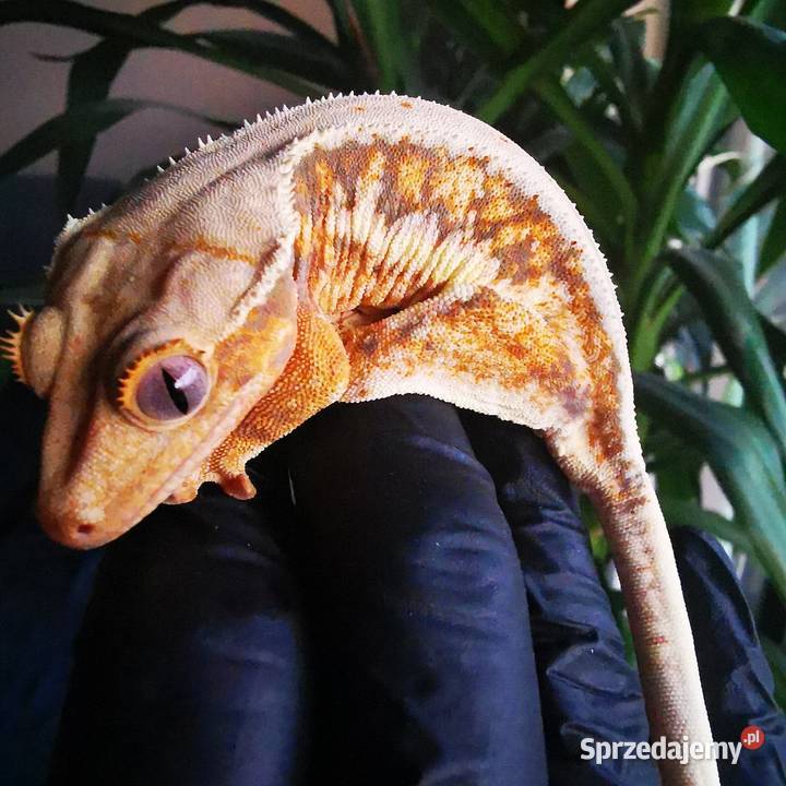 Samica gekon orzęsiony lilly white