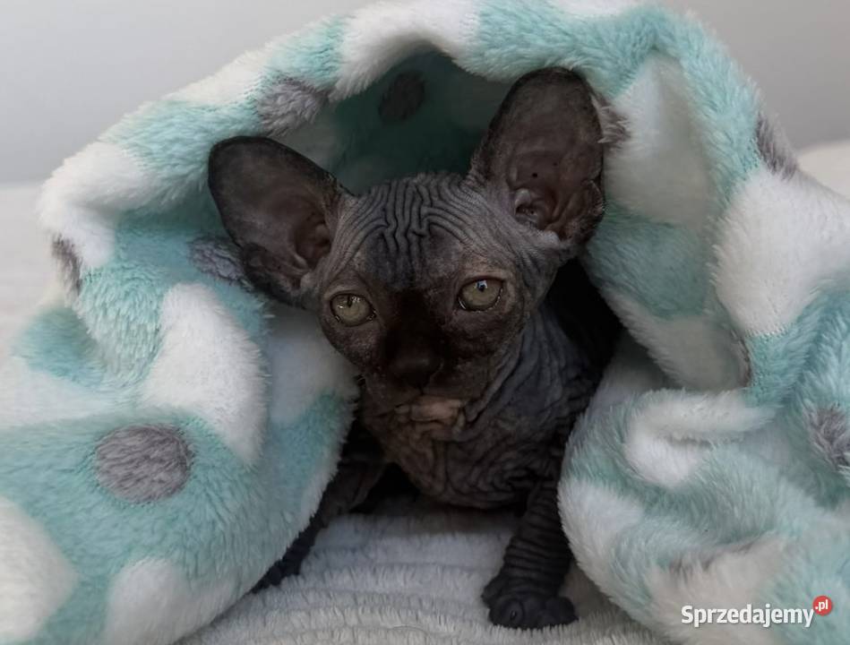 Koteczka sfinks rodowód WCF łódzkie Łódź sprzedam