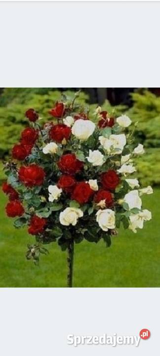 Rośliny szczepione Radymno