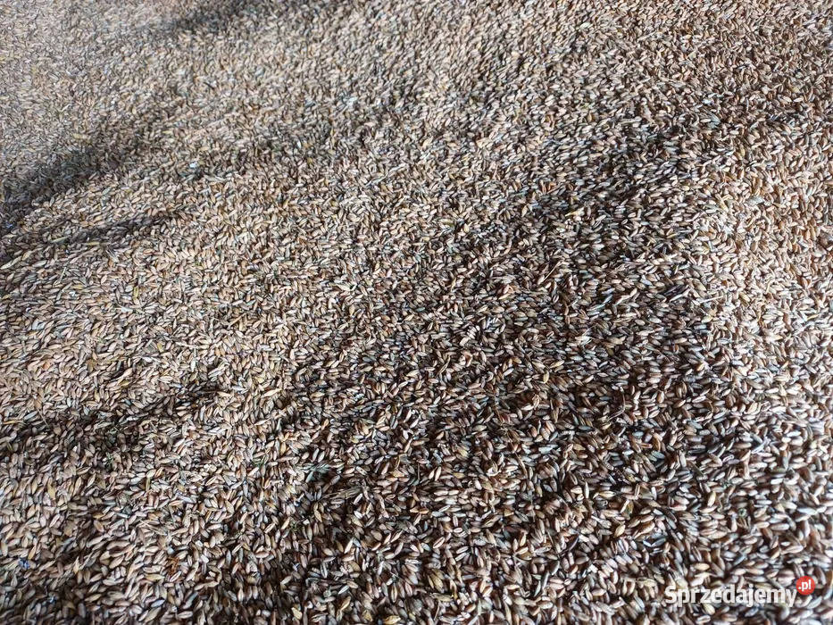 Pszenżyto jęczmień pszenica jakości warmińsko-mazurskie Rybno