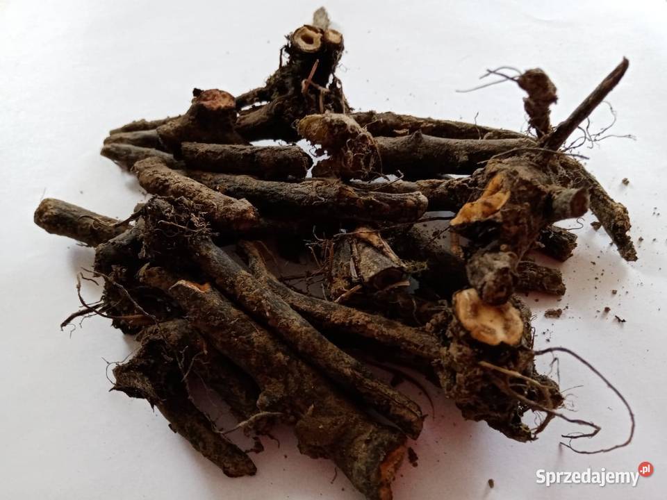 Korzen zywokostu lekarskiego 1 Ziola z Beskidow Rośliny Stryszawa sprzedam