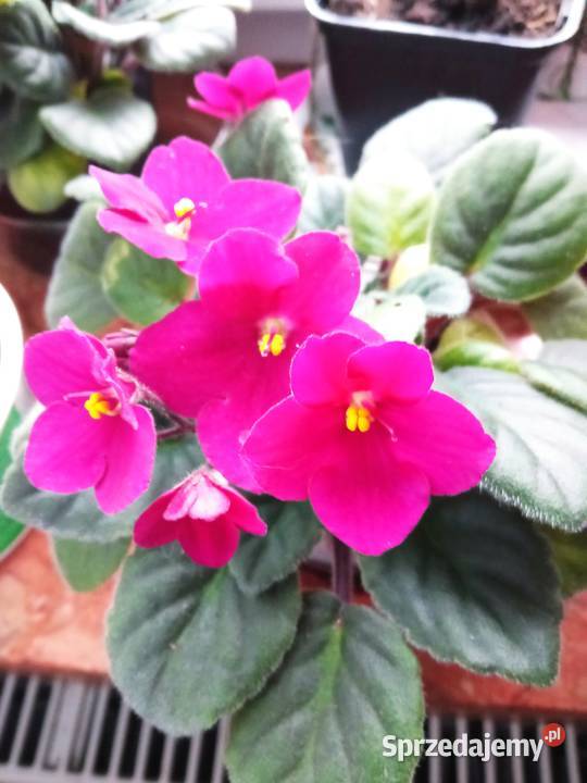 Kwiaty domowe Białystok