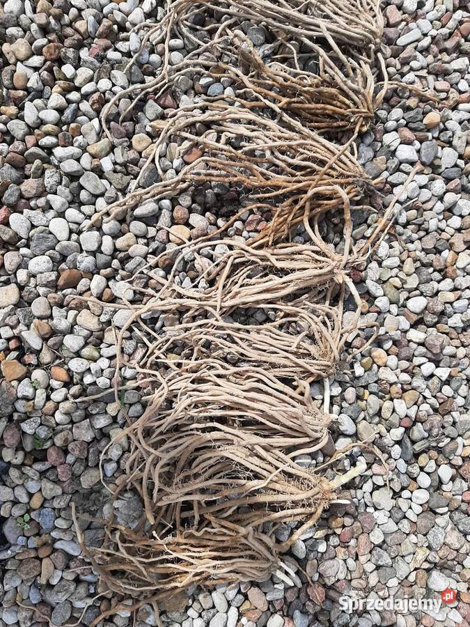 karpy szparaga szparagi Borówno