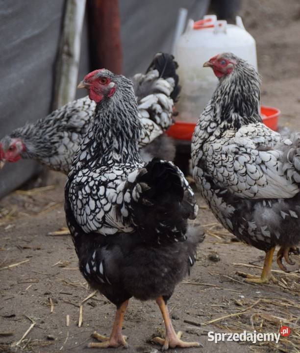 Jaja lęgowe kur wyandotte mazowieckie Łochów sprzedam