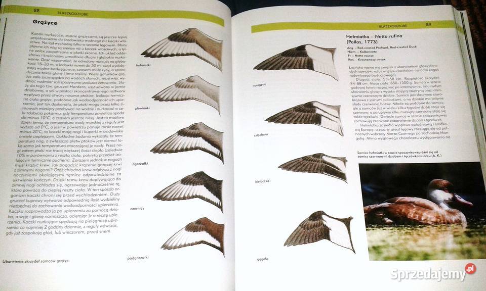 Ptaki Polski Tom I Andrzej G Kruszewicz Chełm