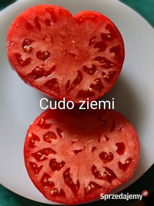 Pomidor dyniapapryczka nasiona Rosyjskie odporne Delikatesy