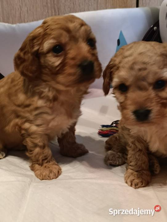 Maltipoo szczeniaki Krapkowice