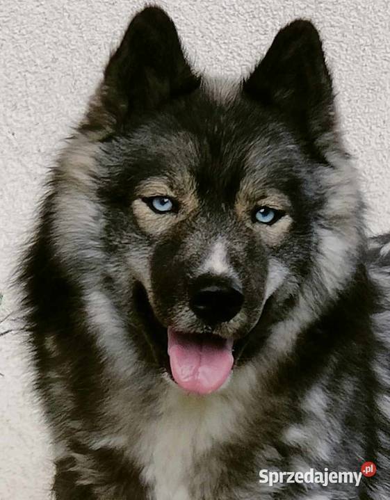 sky szczenięta agouti unikatowe ZKwP sprzedam