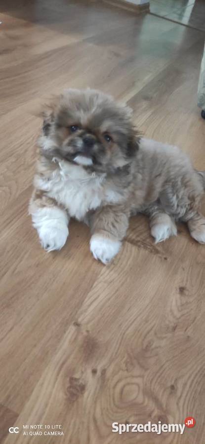 Pekińczyk szczeniak Nowy Dwór Mazowiecki