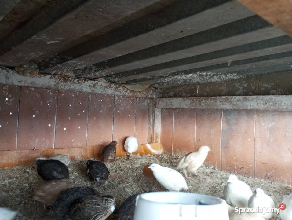 Sprzedam przepiórki Olechów Stary sprzedam