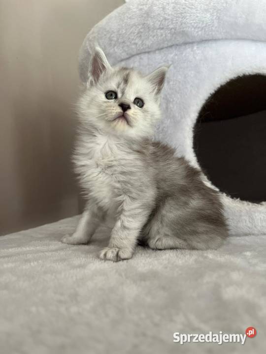 Jaskier kocur Maine Coon kujawsko-pomorskie Szembruk