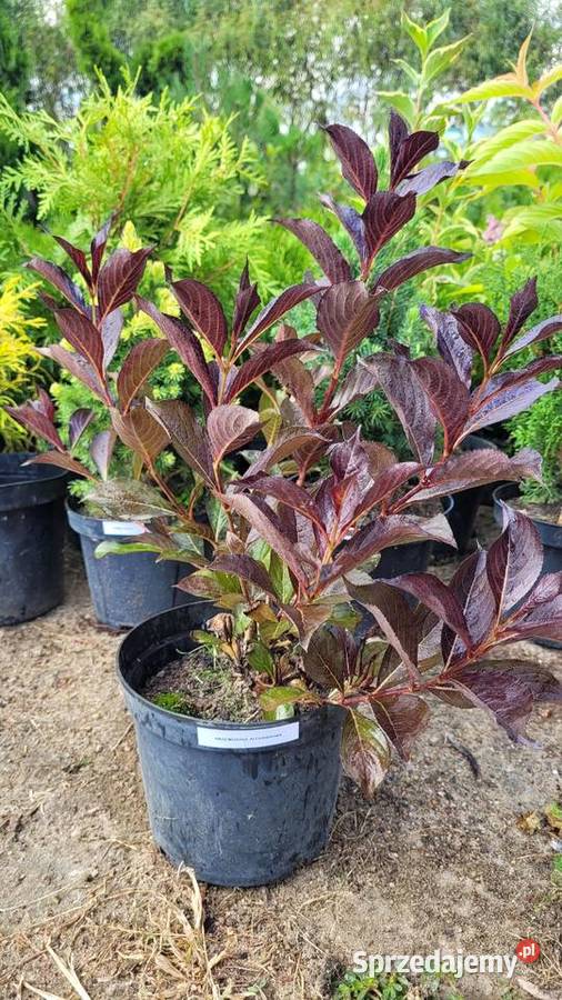 Krzewuszka cudowna ALEXANDRA Pogorzela sprzedam