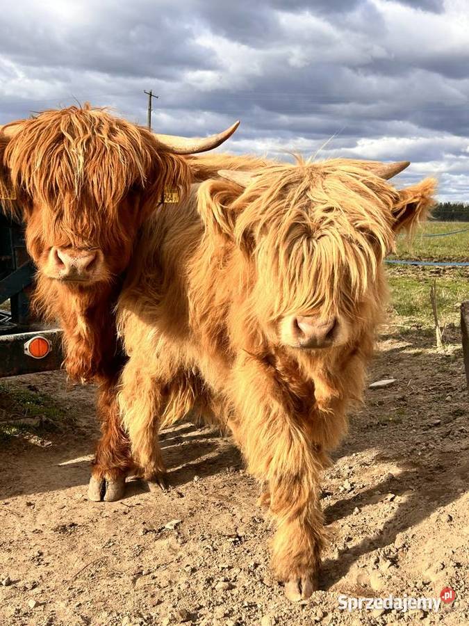 Bydlo szkockie Highland Cattle Korycin
