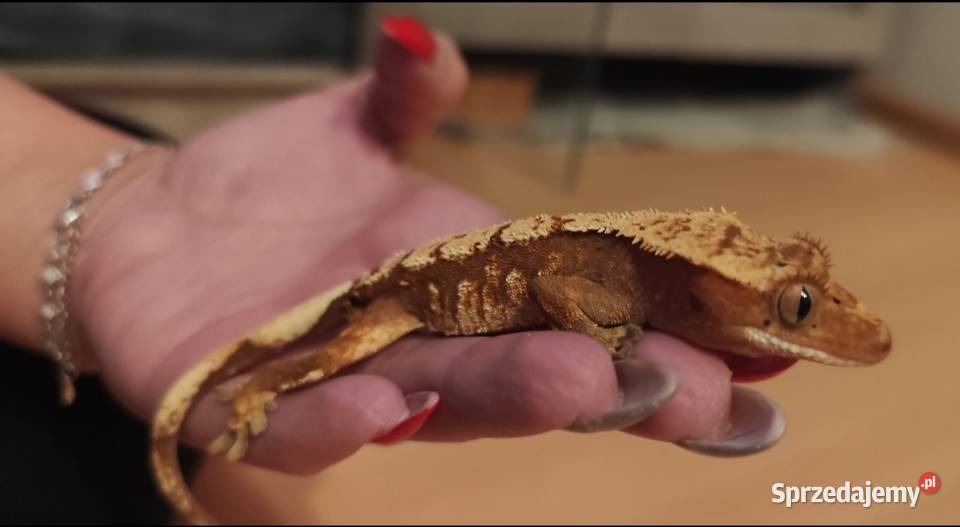 Gekon orzęsiony z wyposażonym terrarium Zamość