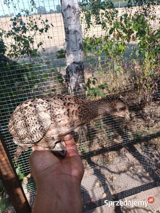 Bażanty łownepolne Tuchola