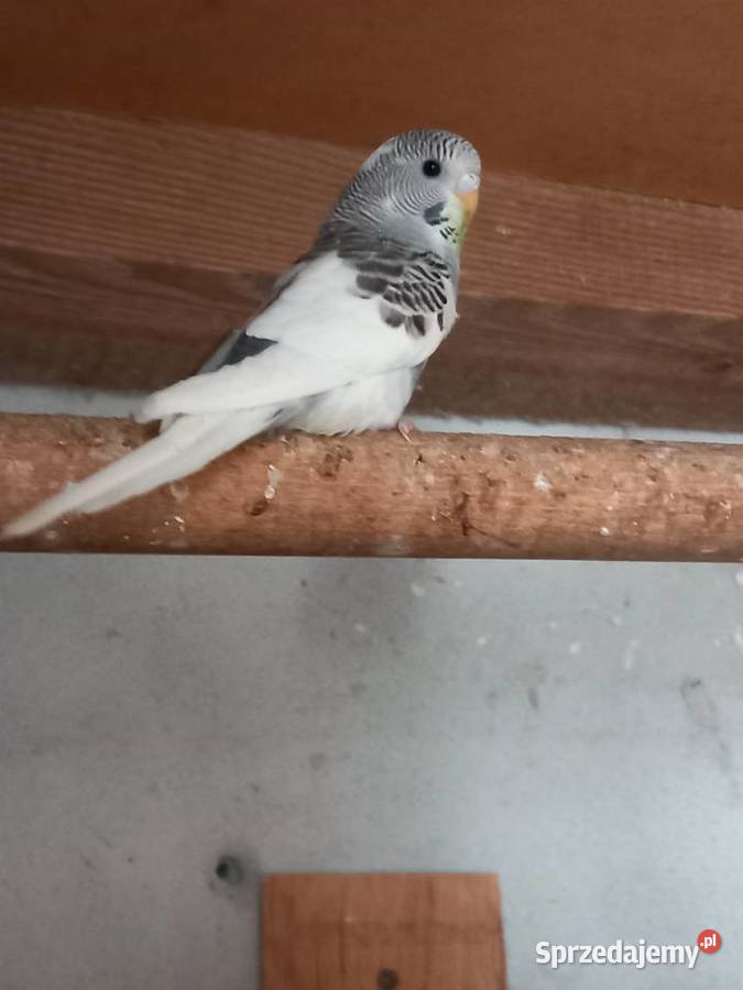 Papugi faliste Ptaki Biała Podlaska sprzedam