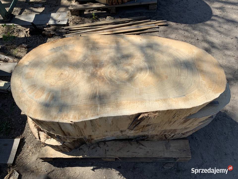 Plastry krążki z topola drewniane na stolik podlaskie Dryga