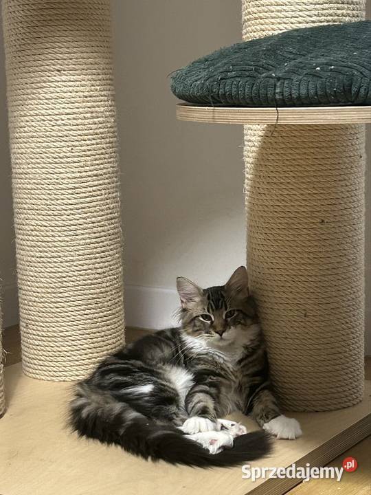Kociaków Maine Coon Różne kolory Warszawa