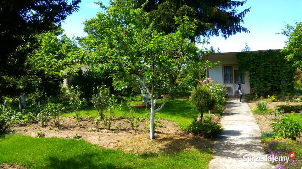 Działka ROD Poznań Darzynka prąd woda drzewka sprzedam