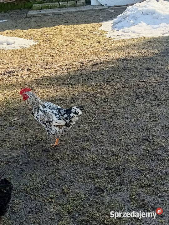 Sprzedam koguty 45zl Żółkiewka-Osada