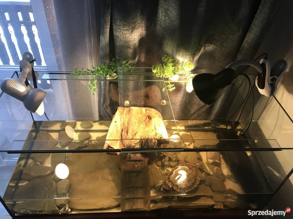 Akwarium z żółwiami małopolskie Ochotnica Dolna