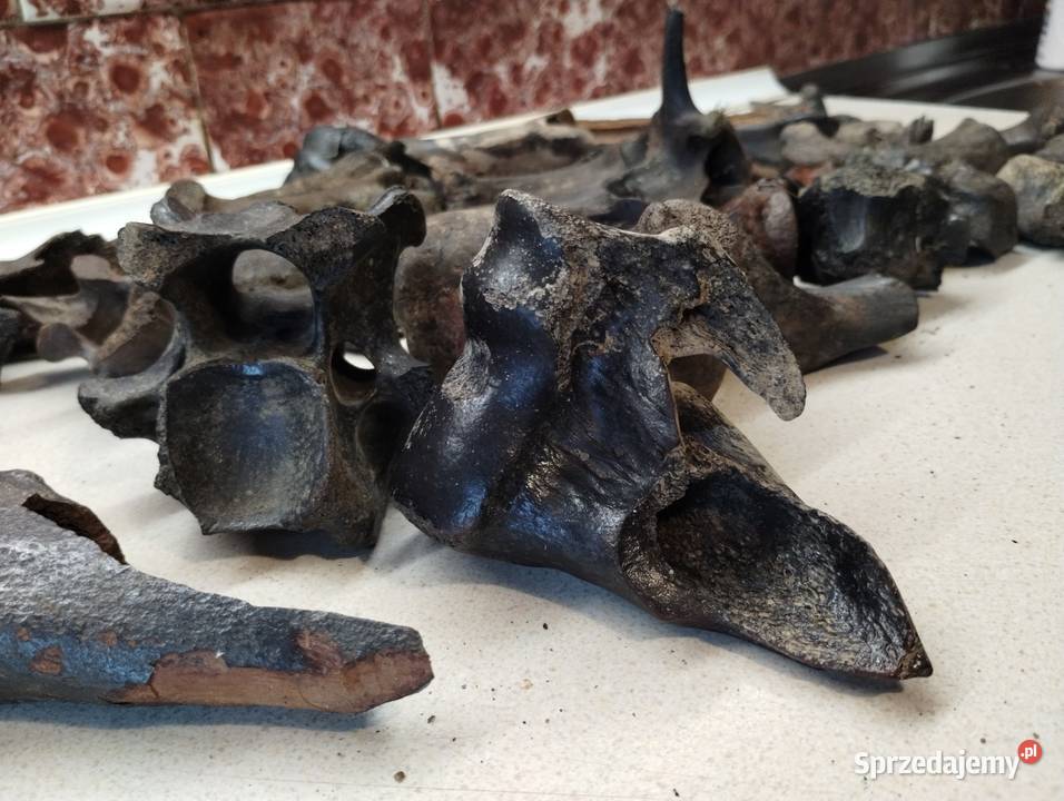 Kości skamieliny archeologia Kolekcje Leżajsk