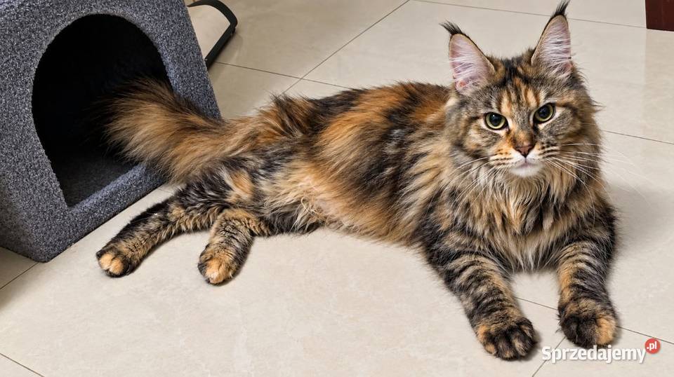 Meine coon kocurek 3 miesiące Maine Coon Gorzów Wielkopolski