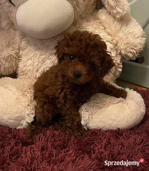 Sliczne pudel pudelki Toy i mini dolnośląskie Oława