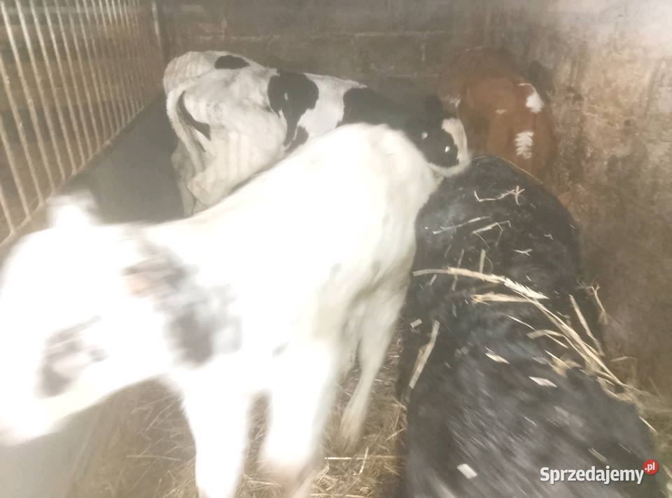 Byczki do dalszego chowu Mzurowa