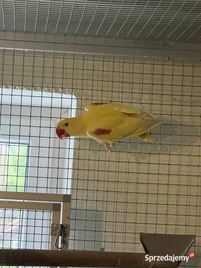 Aleksandretta Wielka Lutino Samiec sprzedam