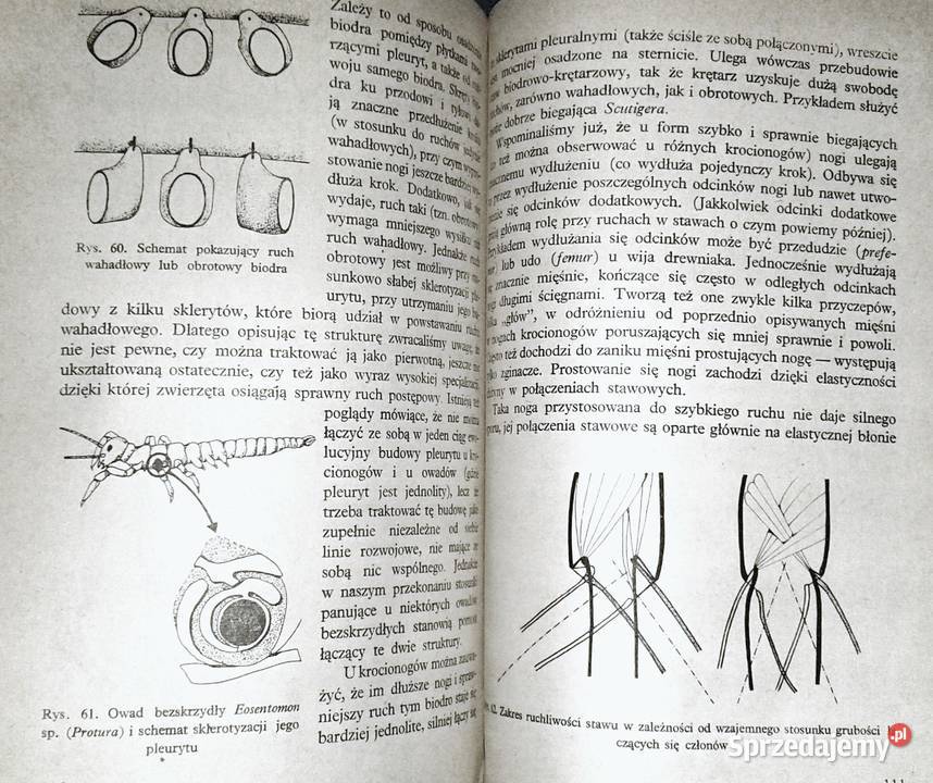 poruszają się zwierzęta K A Dobrowolski