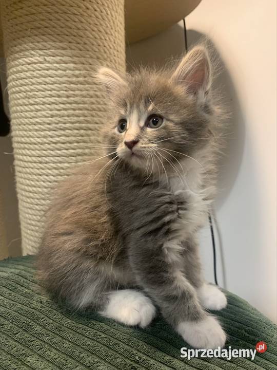 Maine Coon Srebno Biały Pręgowany szarobiały Warszawa