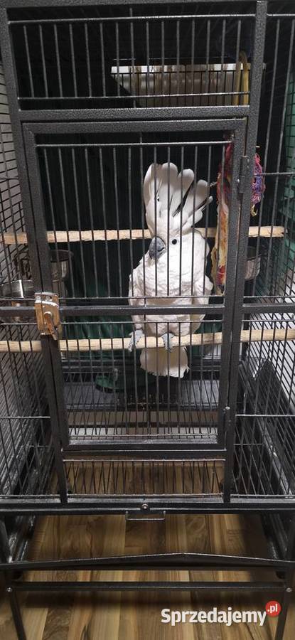 Papuga kakadu Alba Szczecin