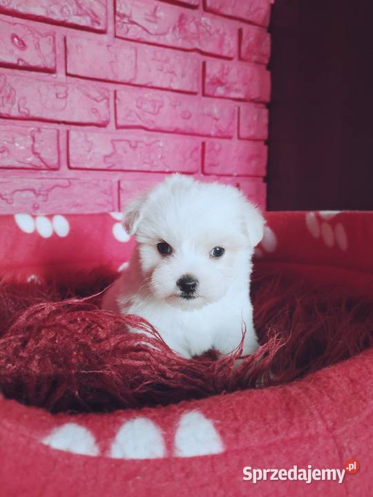 Maltanczyk Przepiękne Szczenięta Maltańczyk sprzedam