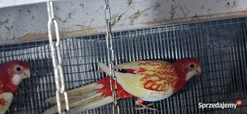 Rozelle Bialolice rubino wielkopolskie Kórnik