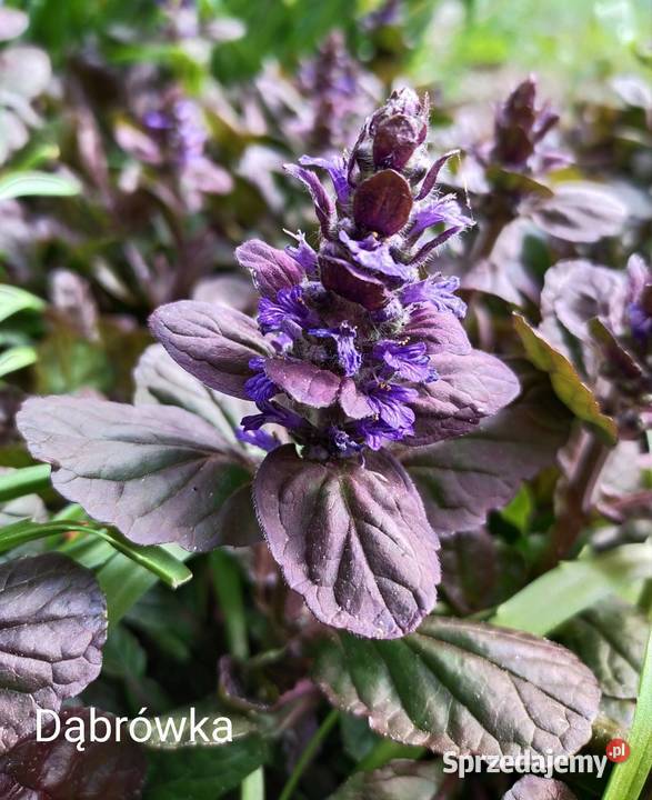 Dąbrówka rozłogowa bylina
