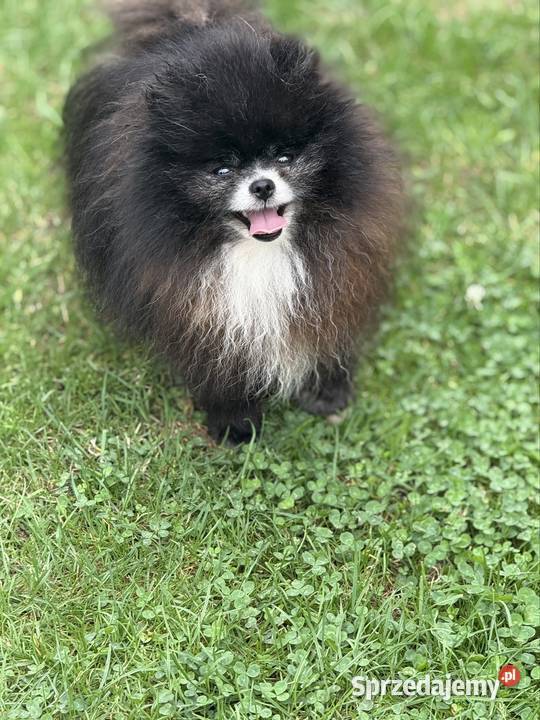 Szpic pomeranian Karl śląskie Poniszowice