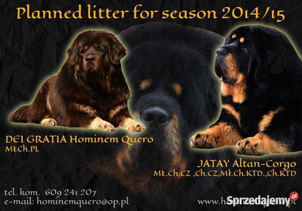 Mastif Tybetański szczeniaki Psy Helenów sprzedam