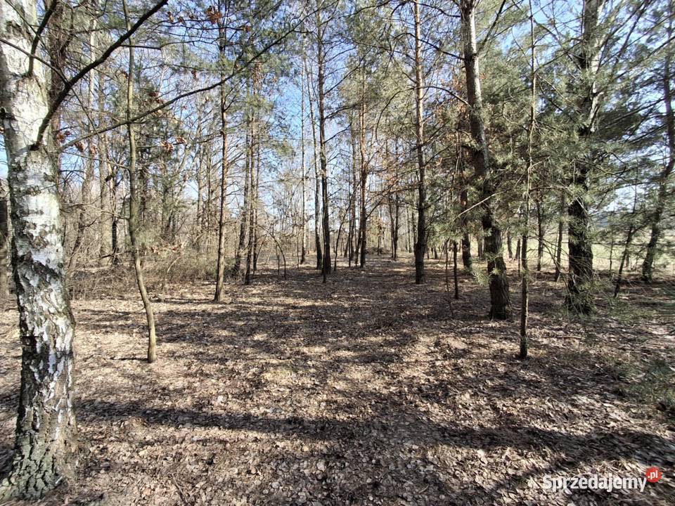 Piękna zadrzewiona działka budowlana w Wola Gardzienicka