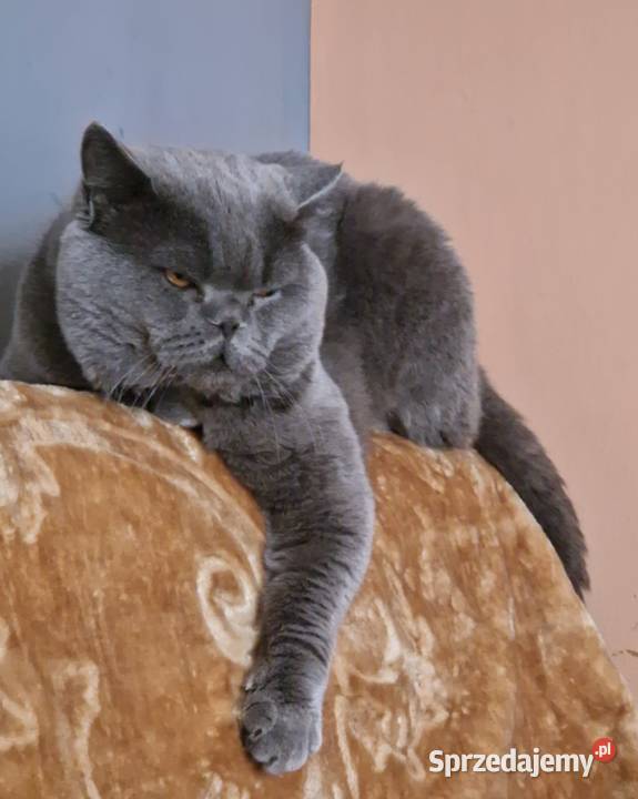 Brytyjskie Szamotuły sprzedam