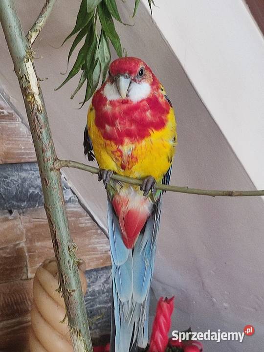 Papuga rozella
