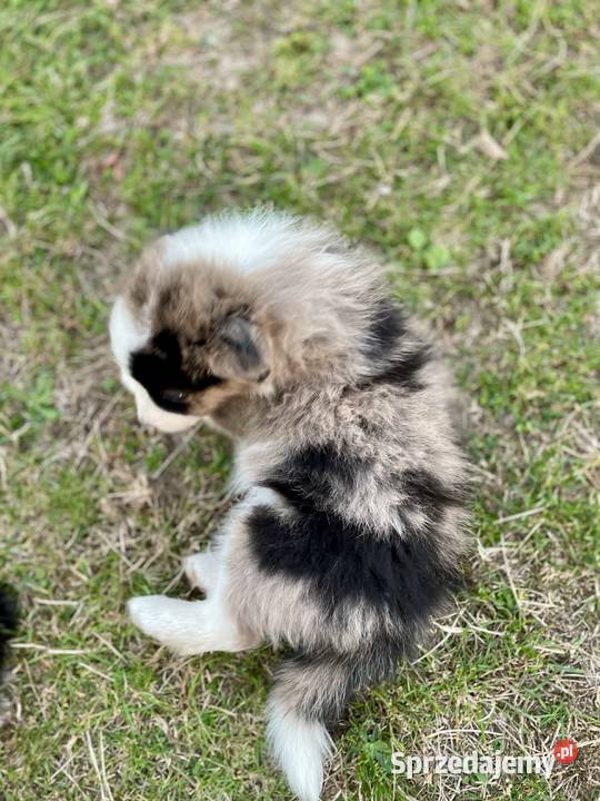 Border collie piesek samiec merle Pozostałe Ostrowiec Świętokrzyski